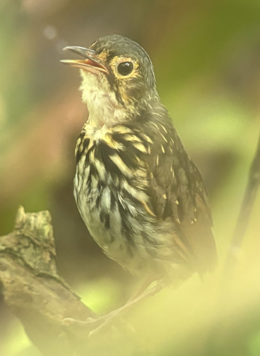 Grallaire à lunettes - ML642587742
