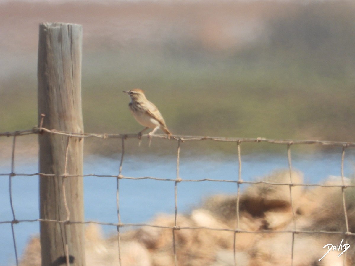 Thekla's/Crested Lark - ML642587779