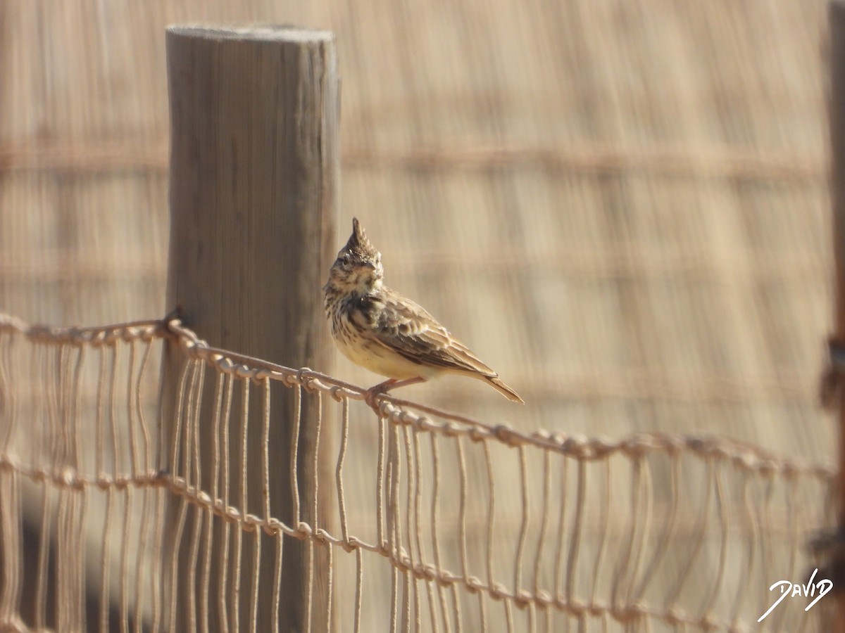 Thekla's/Crested Lark - ML642587780