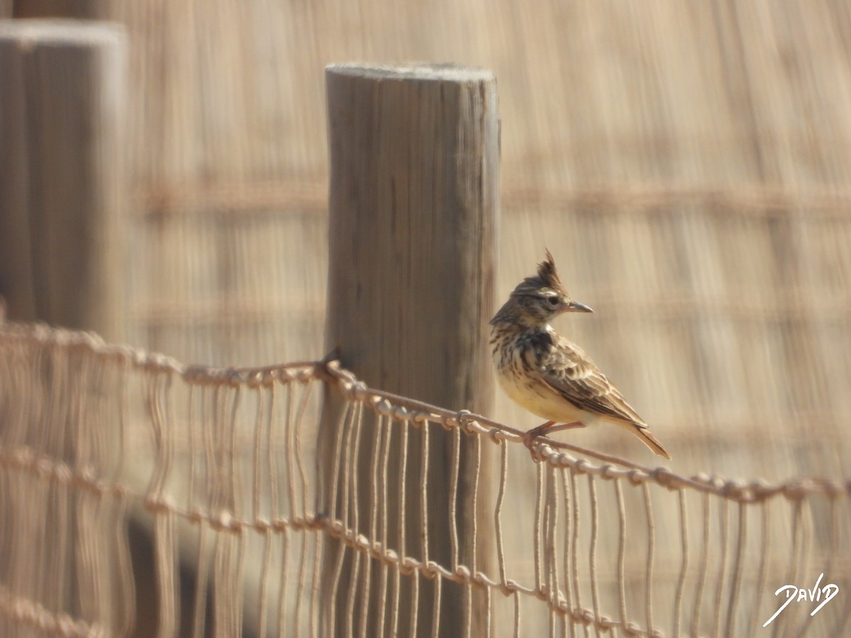 Thekla's/Crested Lark - ML642587781