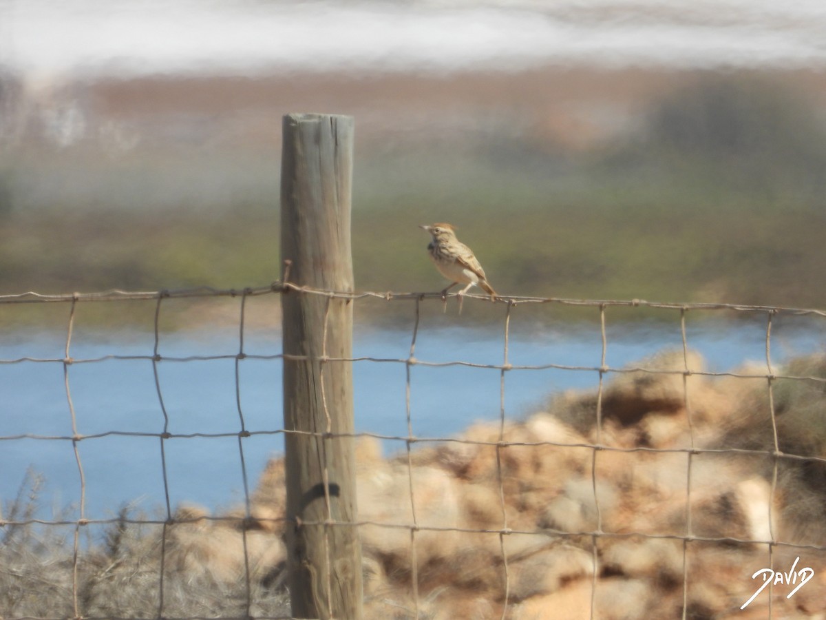 Thekla's/Crested Lark - ML642587782