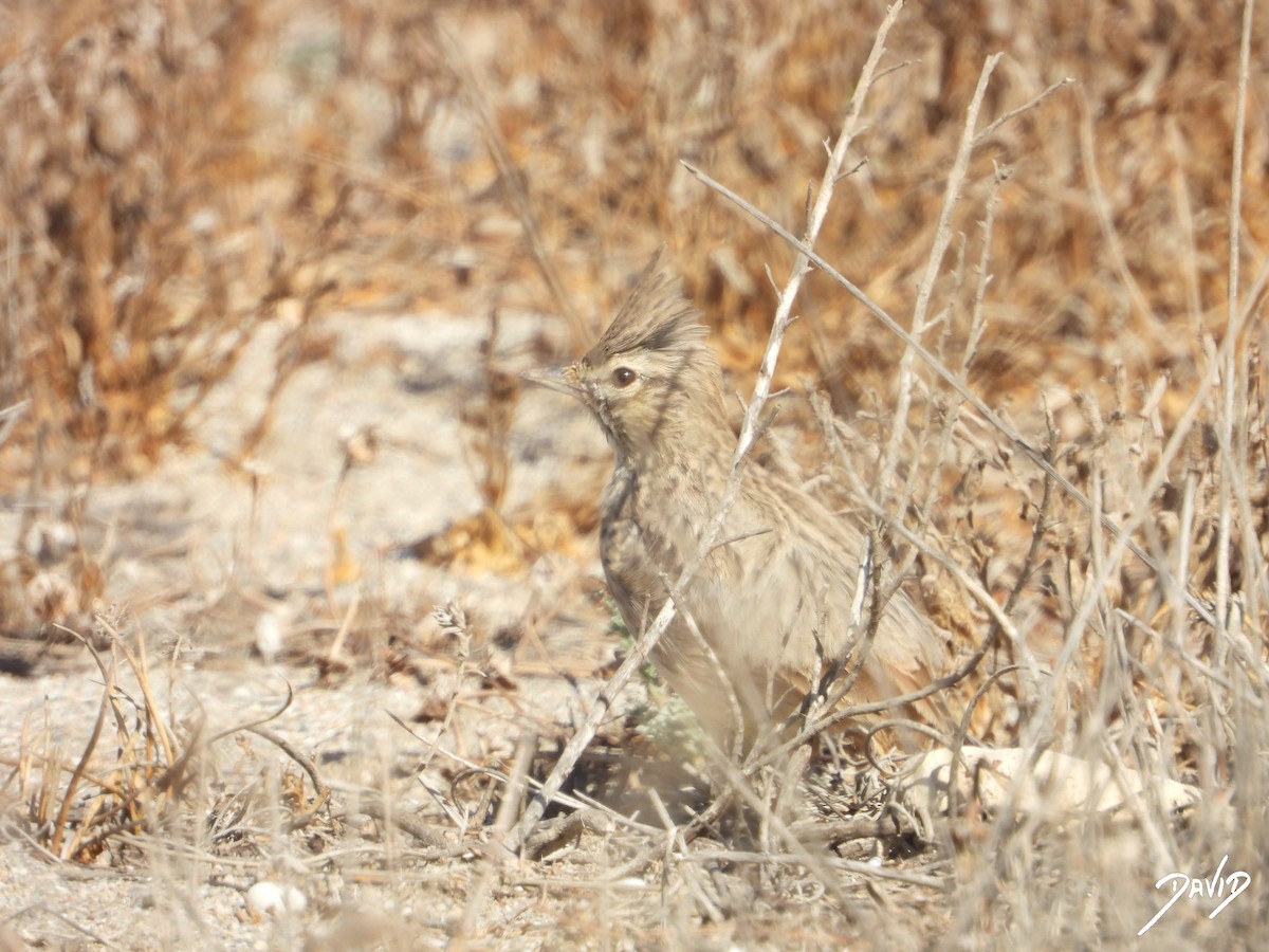 Thekla's/Crested Lark - ML642587784