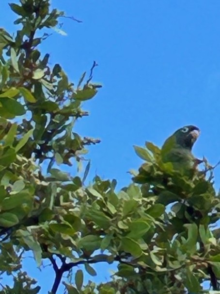 Blue-crowned Parakeet - ML642587808