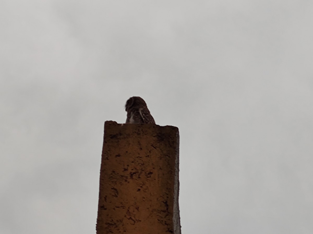 Burrowing Owl - ML642587813