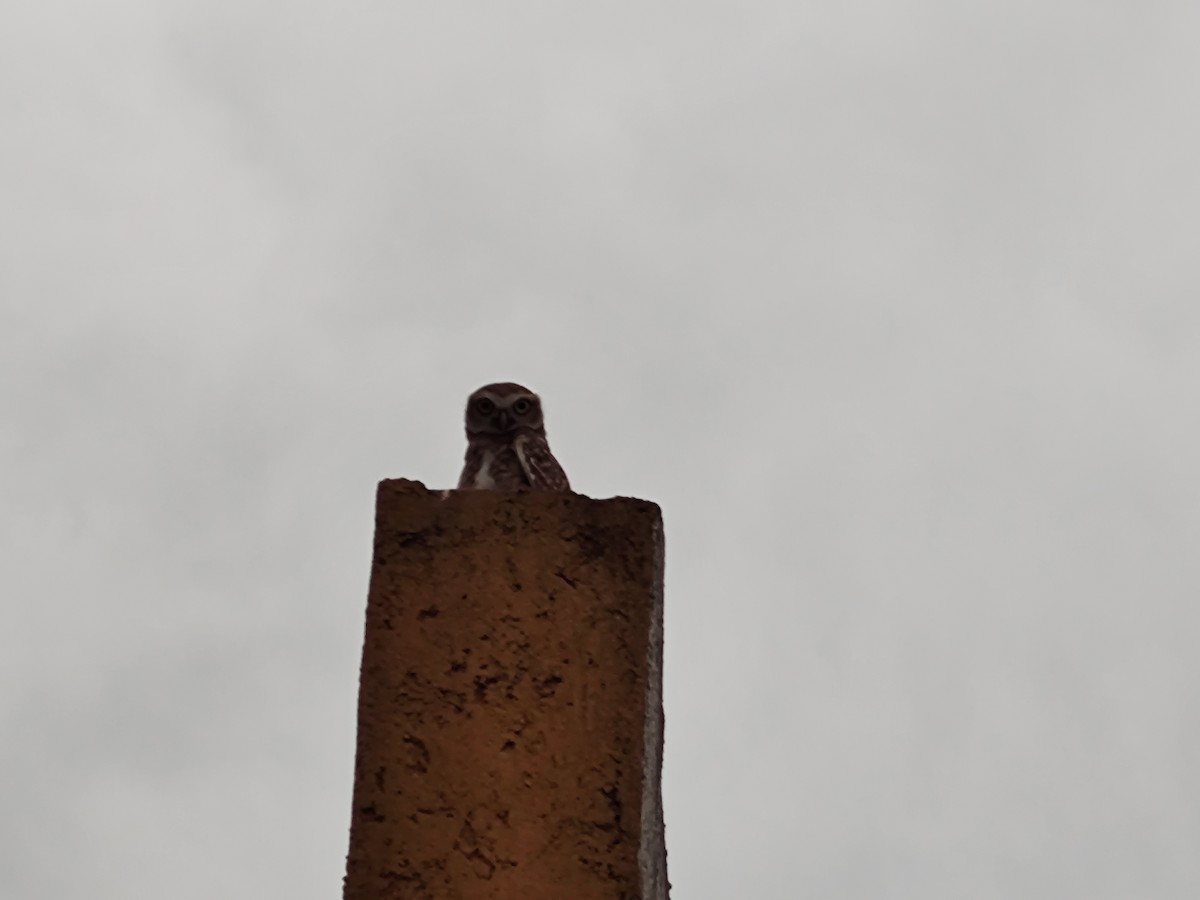 Burrowing Owl - ML642587814
