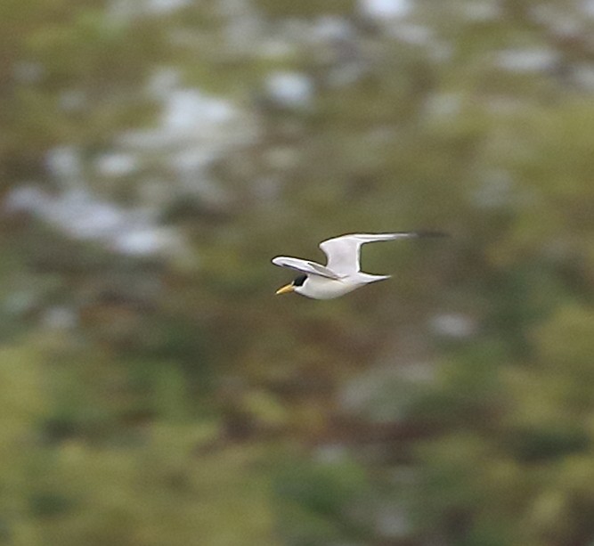 Yellow-billed Tern - ML642587862