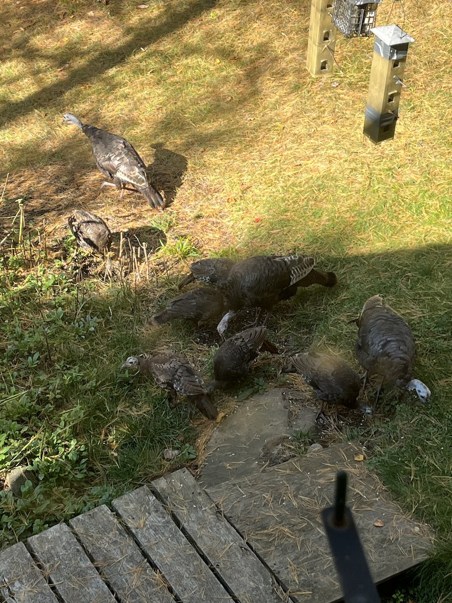 Wild Turkey - ML642587895