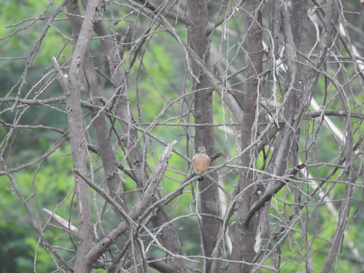 Pied Bushchat - ML642587906