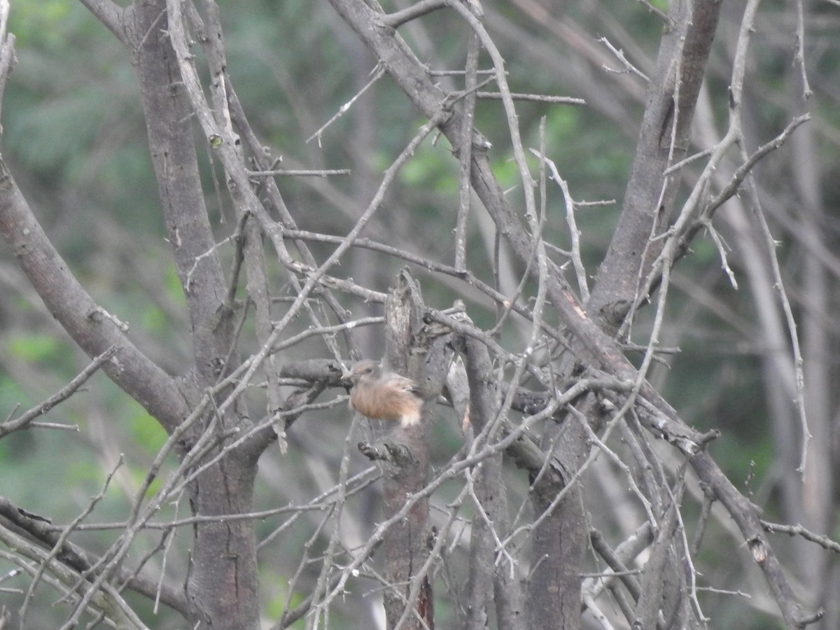 Pied Bushchat - ML642587908