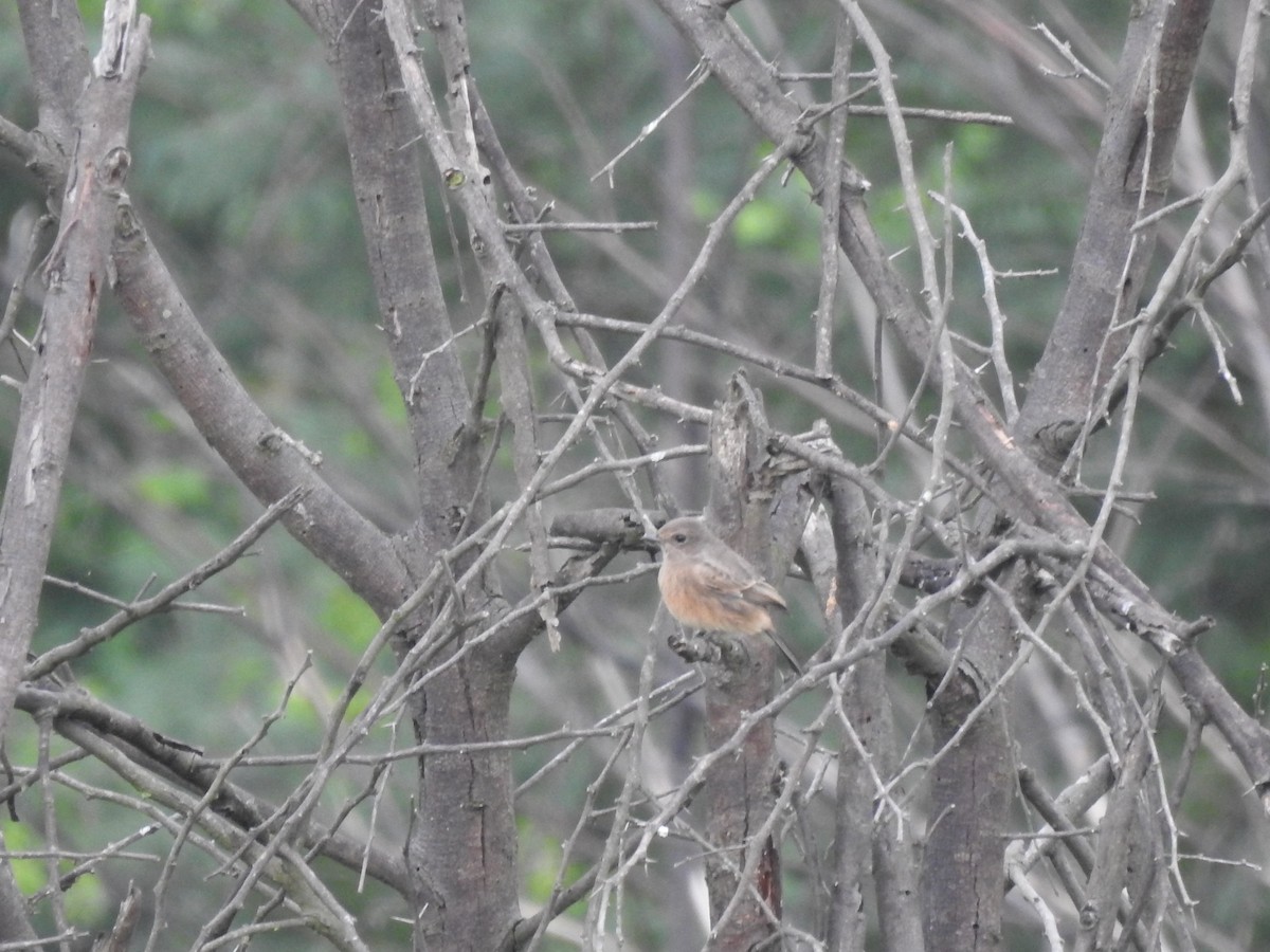 Pied Bushchat - ML642587909