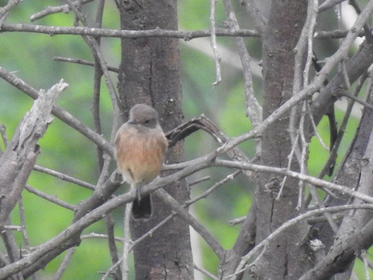 Pied Bushchat - ML642587910