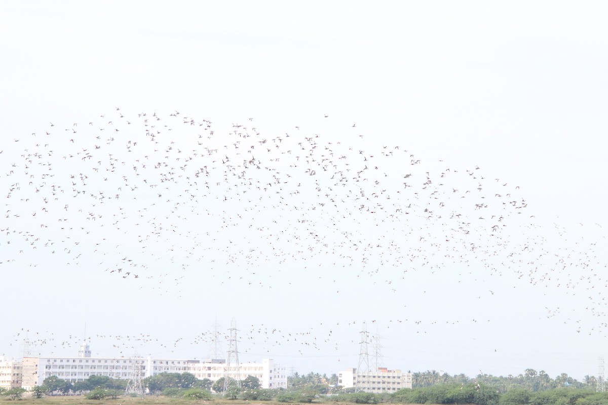 Garganey - ML642587931