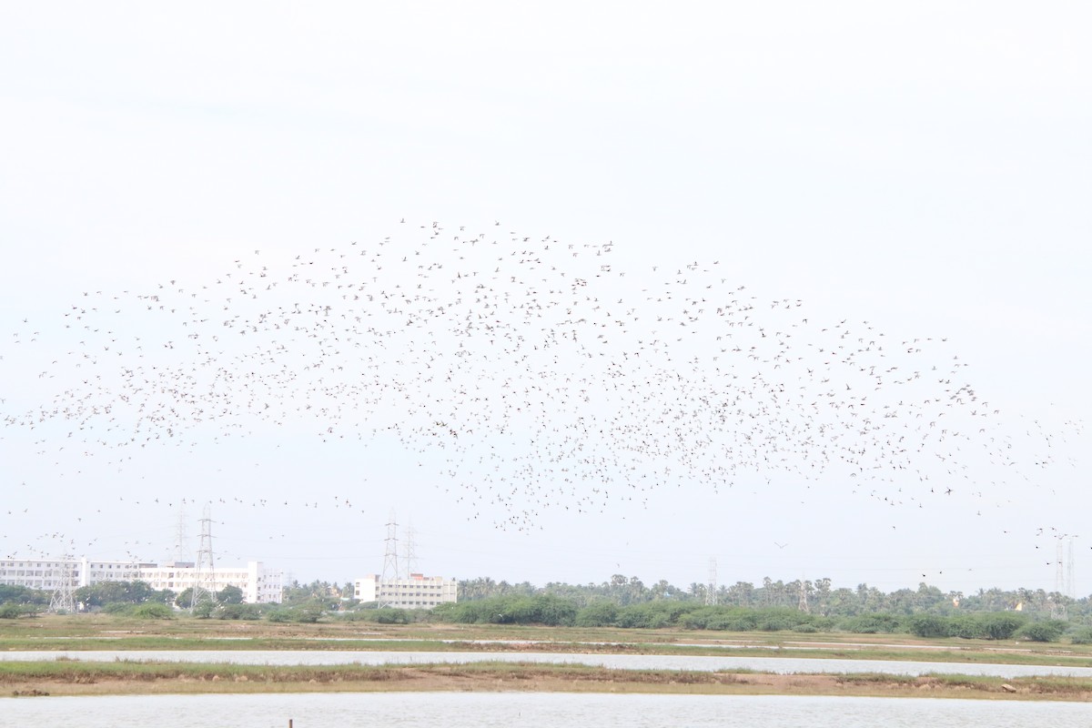 Garganey - ML642587932