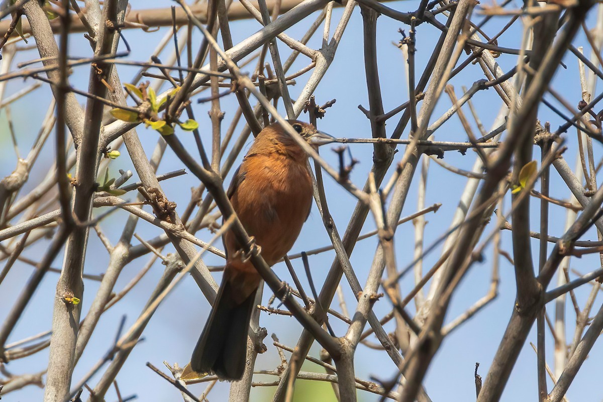 White-lined Tanager - ML642587955