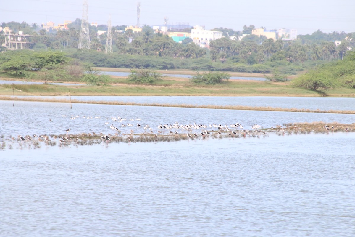 Pied Avocet - ML642587957