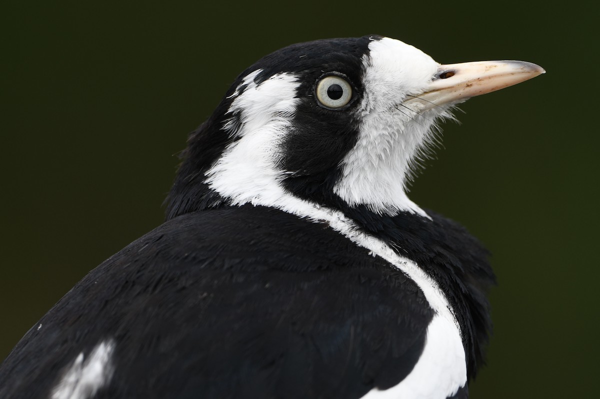 Magpie-lark - ML642587970