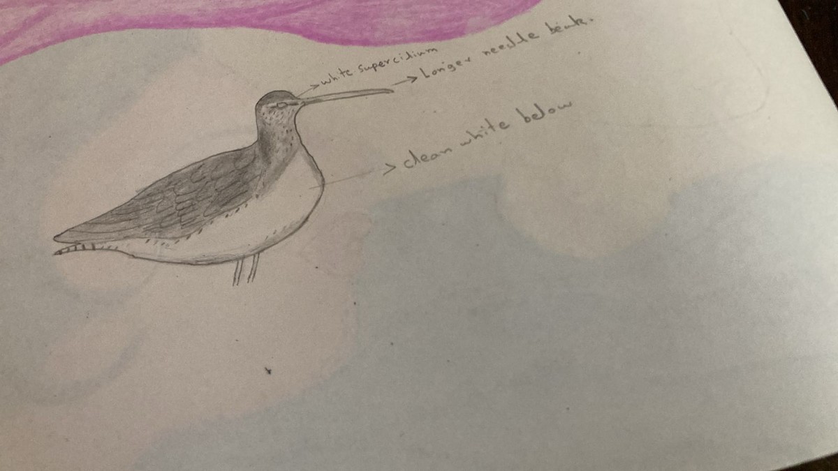 Spotted Redshank - ML642587976