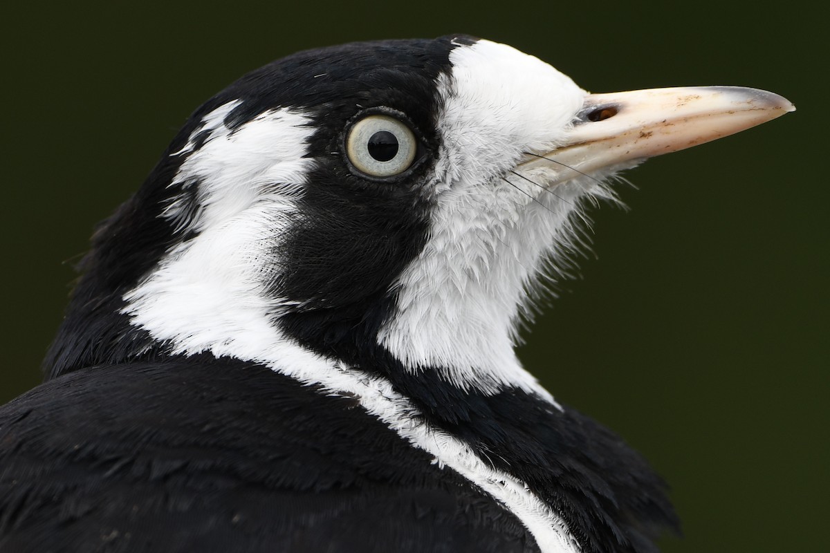 Magpie-lark - ML642587978