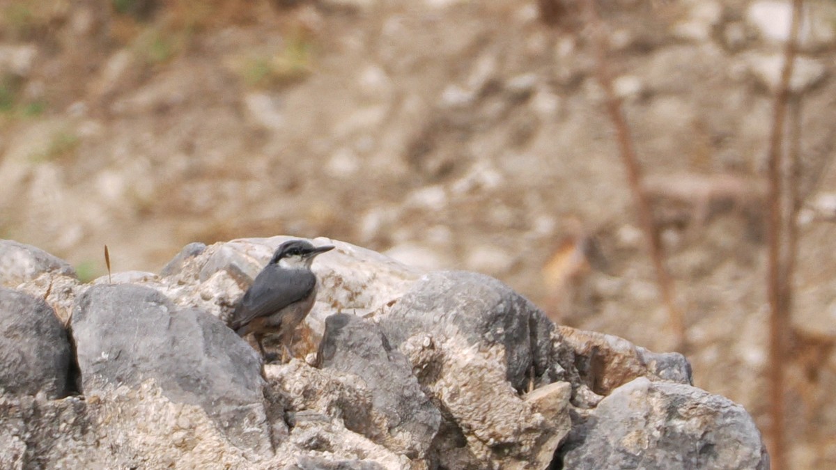 Western Rock Nuthatch - ML642587979