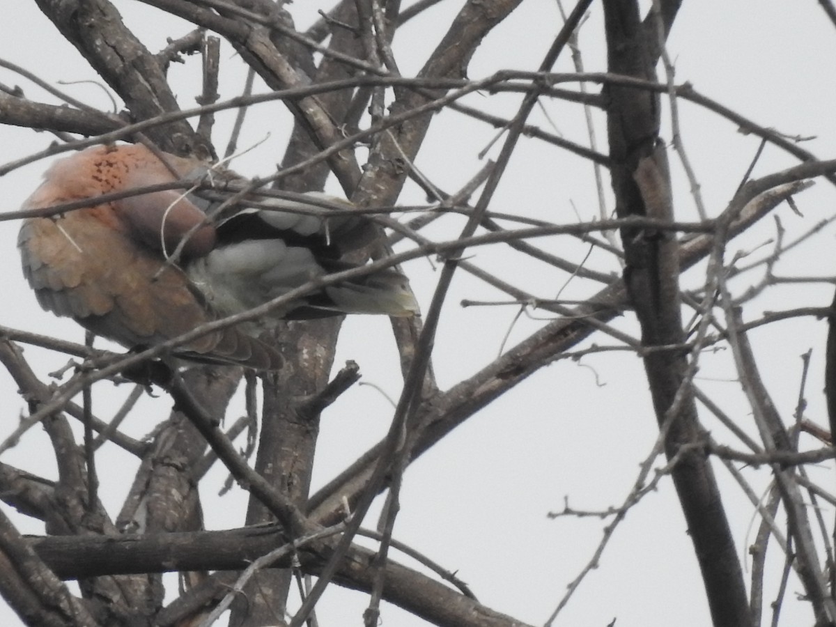 Laughing Dove - ML642588000