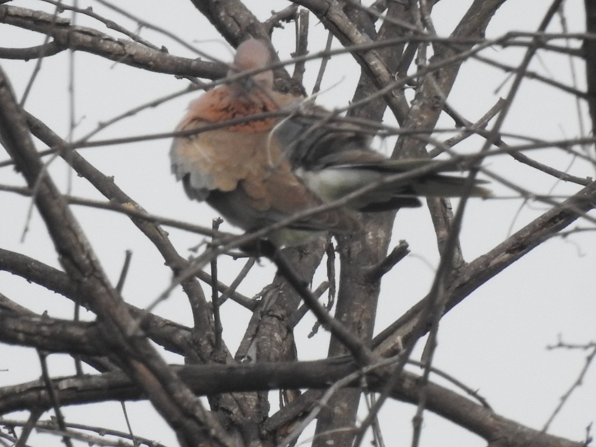 Laughing Dove - ML642588001