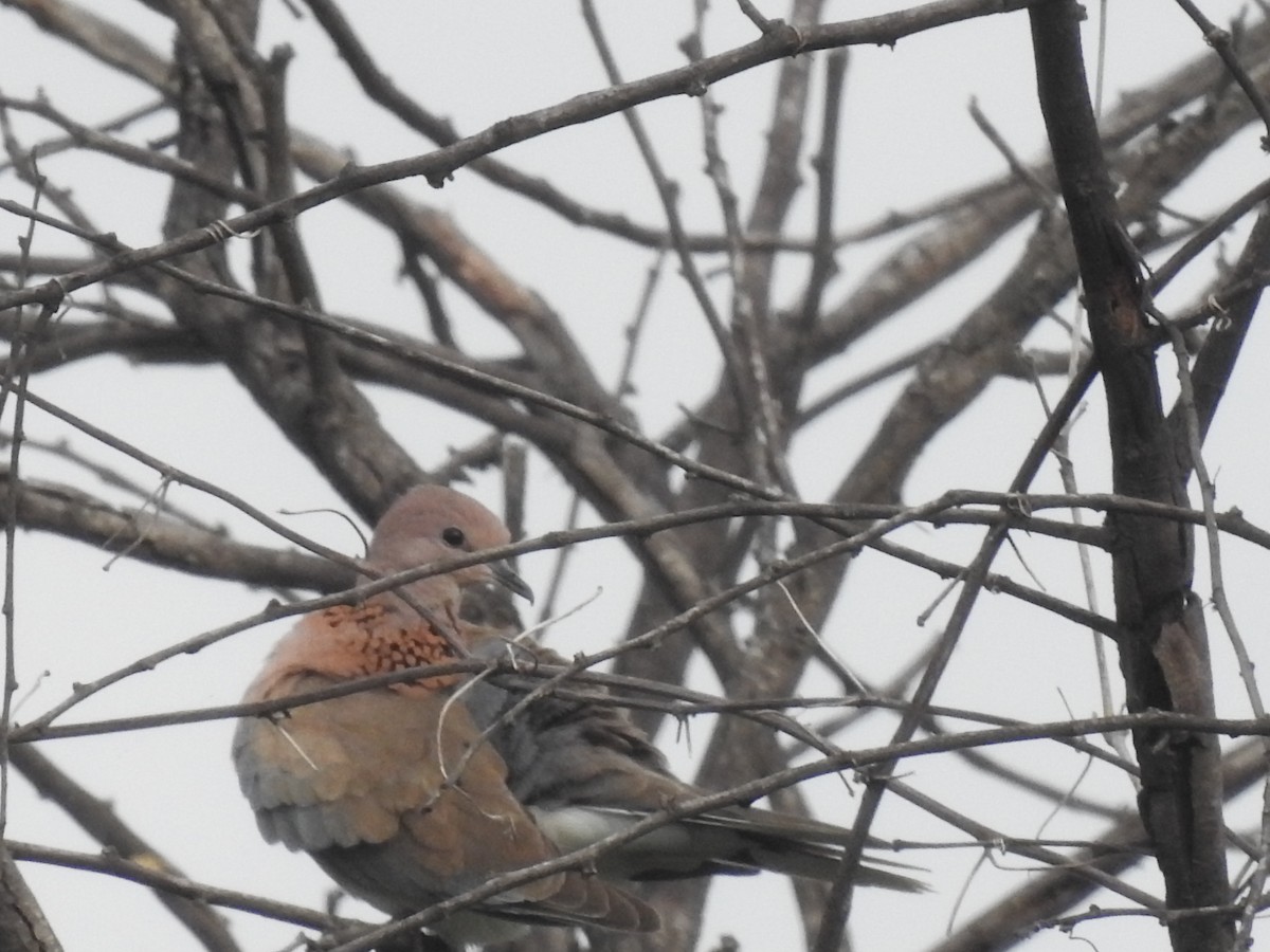 Laughing Dove - ML642588002