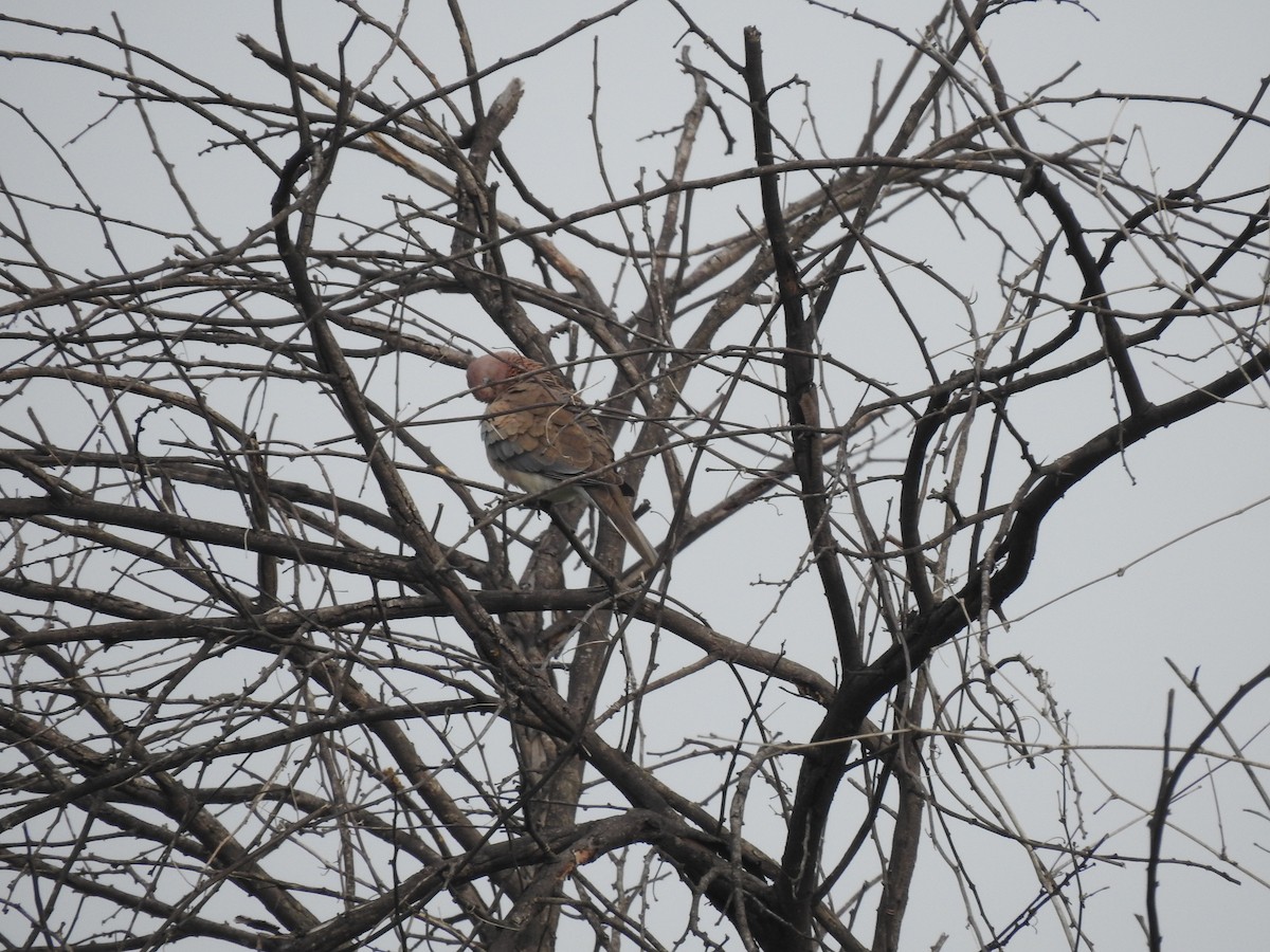 Laughing Dove - ML642588003