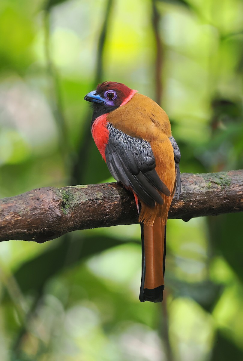 Diard's Trogon - ML642588024