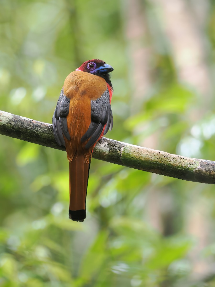 Diard's Trogon - ML642588025