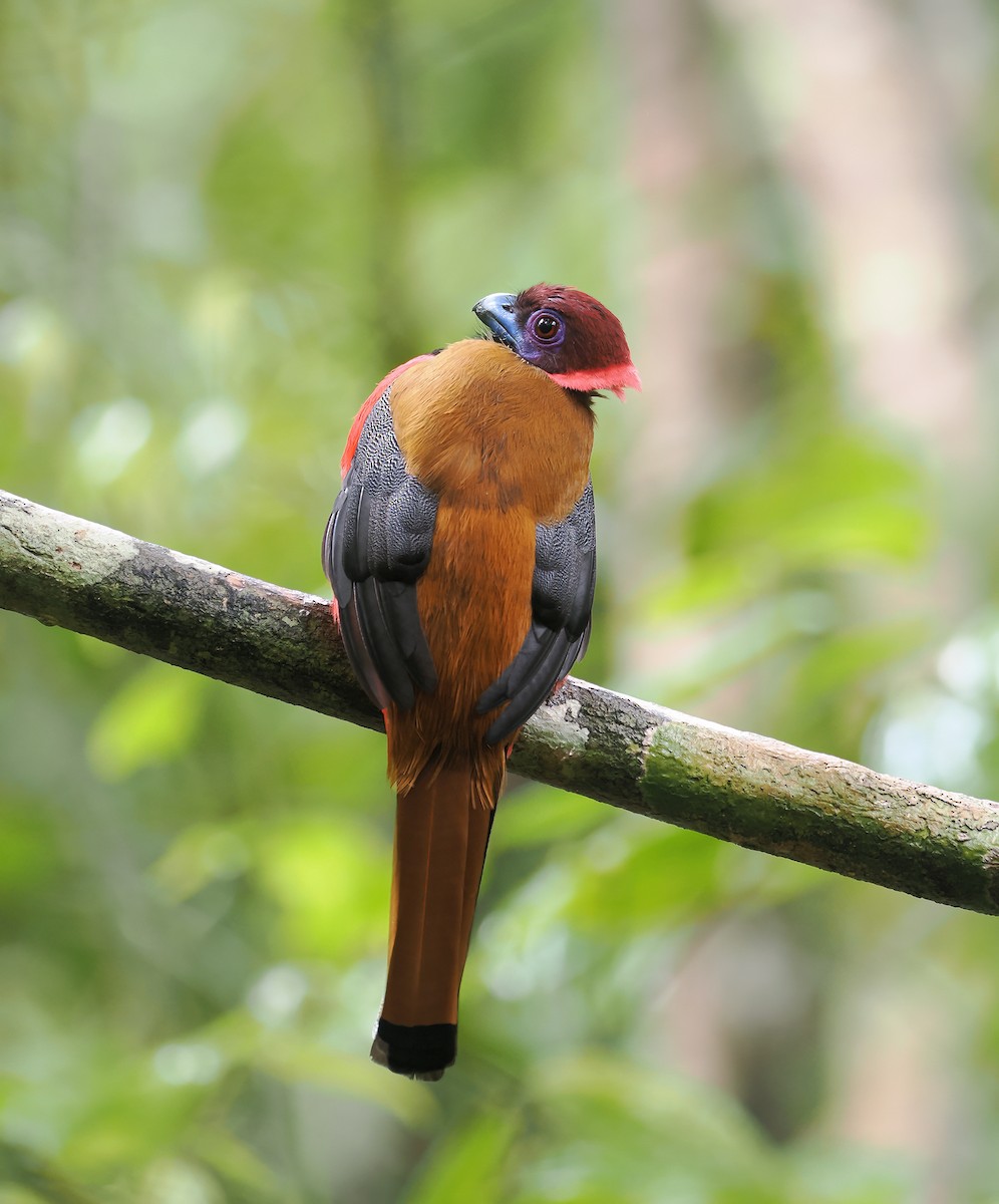 Diard's Trogon - ML642588027
