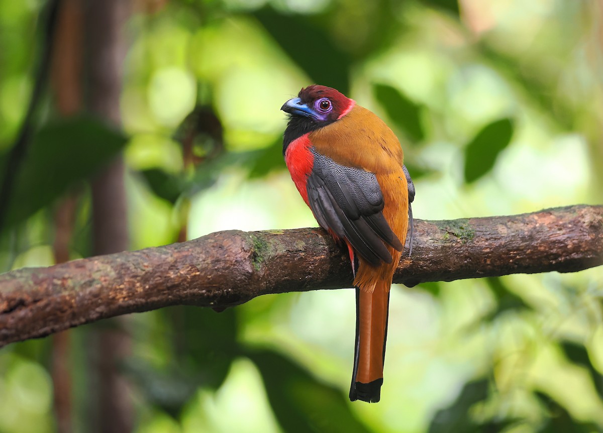 Diard's Trogon - ML642588028