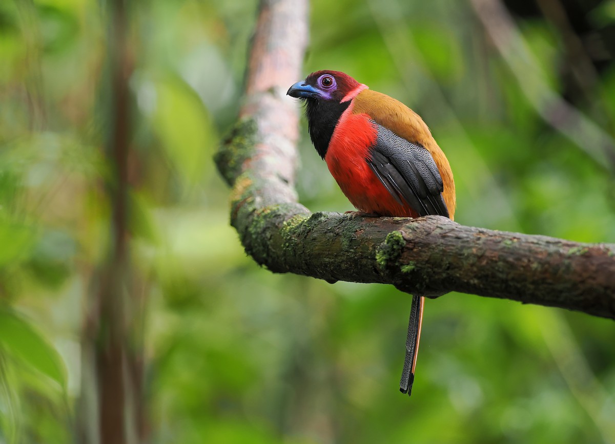 Diard's Trogon - ML642588029