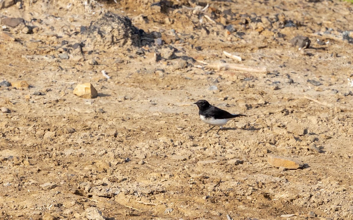 Variable Wheatear - ML642588033