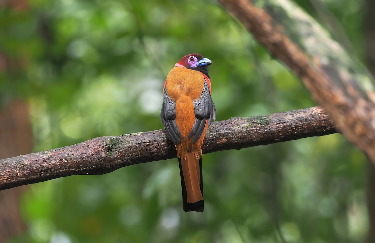 Diard's Trogon - ML642588036