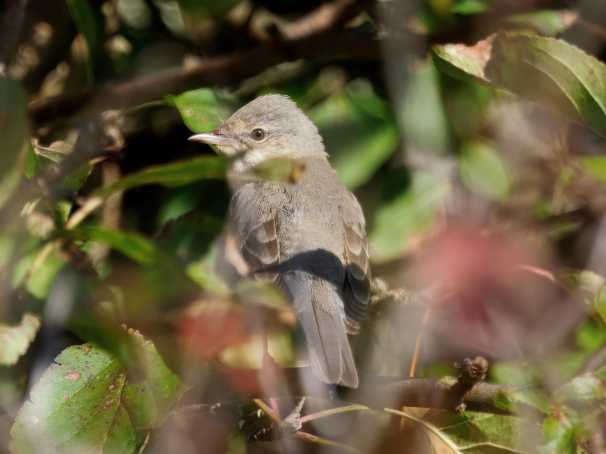 Txinbo gabiraia - ML642588053