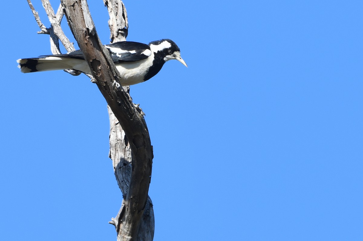 Magpie-lark - ML642588063