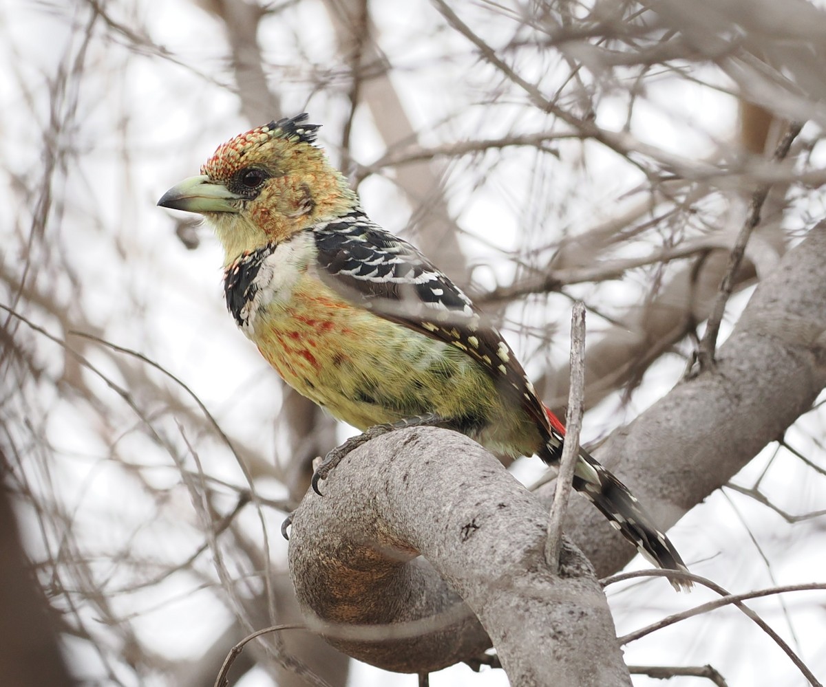 Crested Barbet - ML642588092