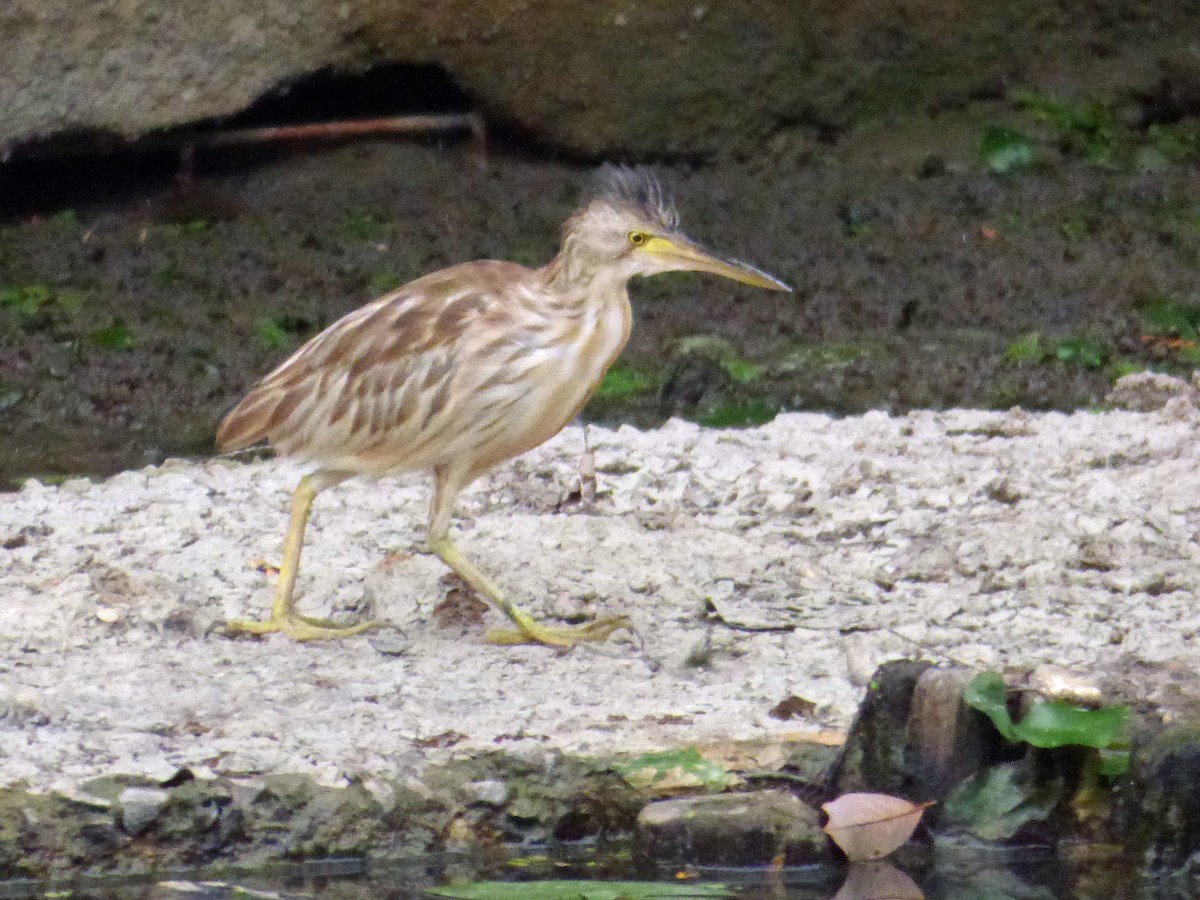 Yellow Bittern - ML642588099