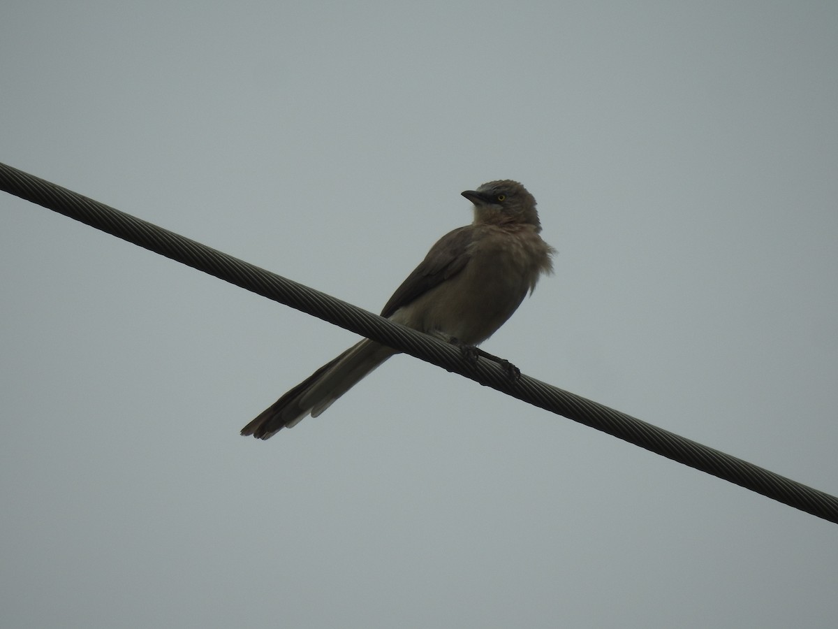 Large Gray Babbler - ML642588121