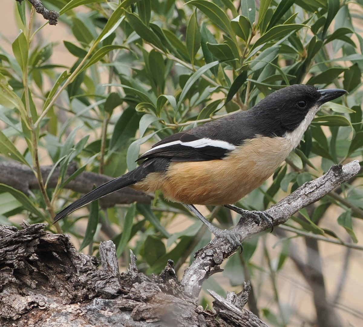 Bubú Ferrugíneo - ML642588123
