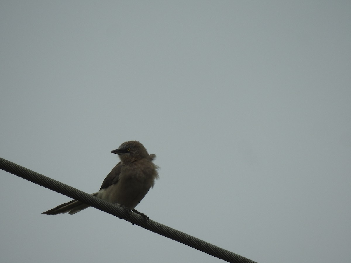 Large Gray Babbler - ML642588133