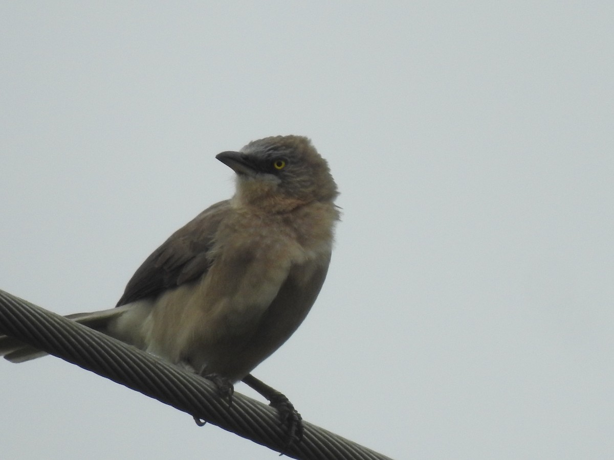 Large Gray Babbler - ML642588143
