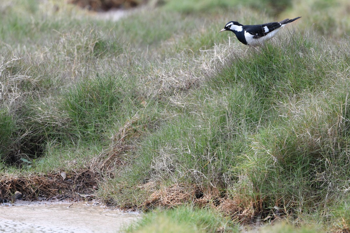 Magpie-lark - ML642588144