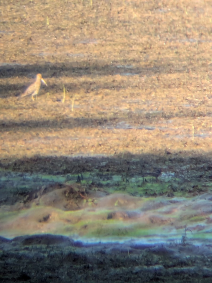 Wilson's Snipe - ML642588153