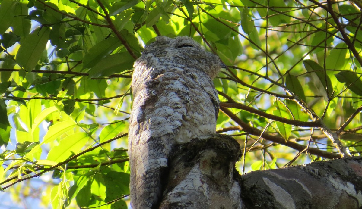 Great Potoo - ML642588224