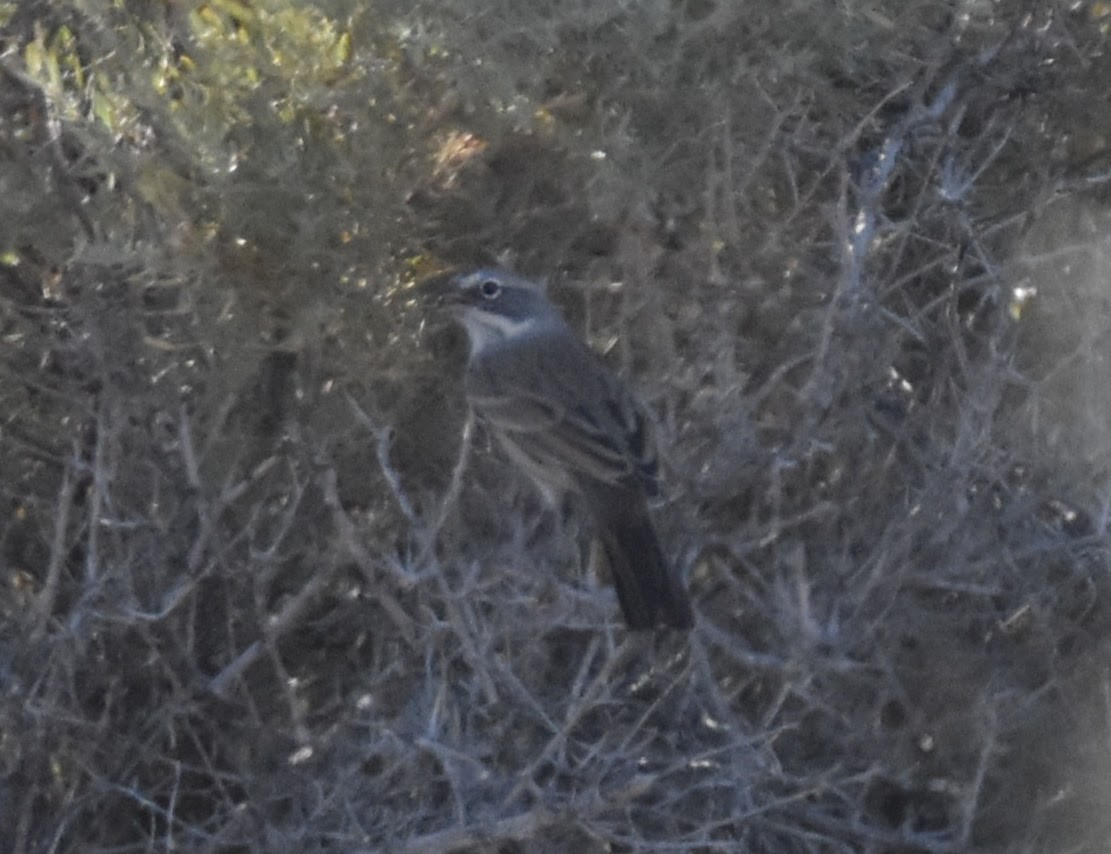 Sagebrush Sparrow - ML642588226