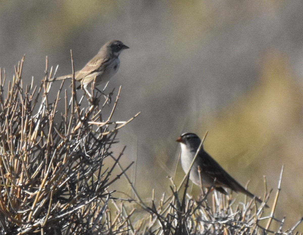 Sagebrush Sparrow - ML642588227