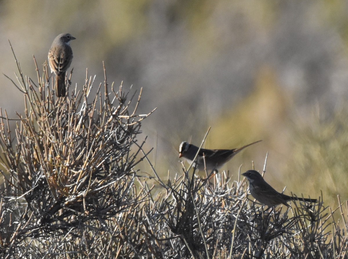 Sagebrush Sparrow - ML642588228