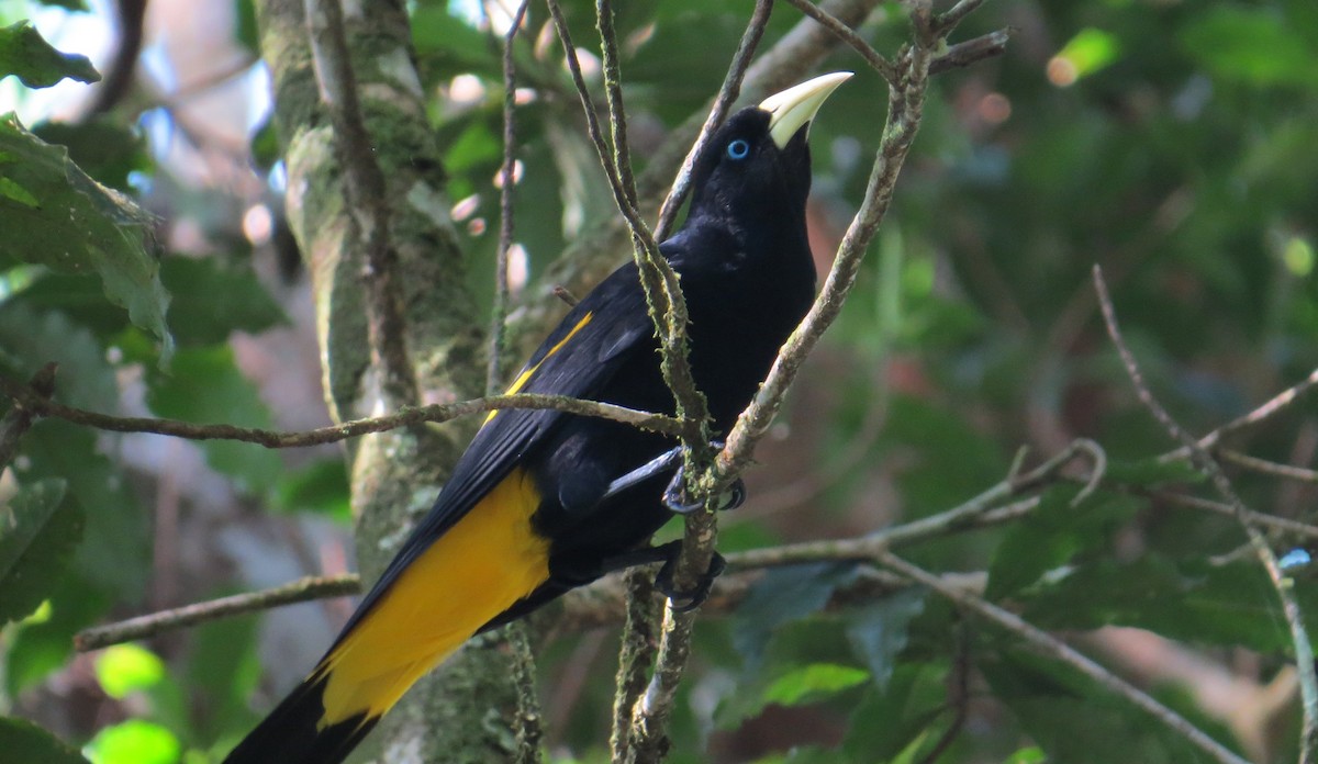 Yellow-rumped Cacique - ML642588229