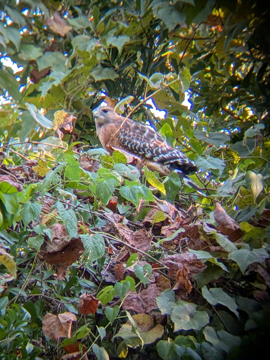 Red-shouldered Hawk - ML642588270